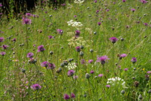 Entgiften mit Wildkräutern