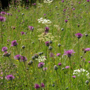 Entgiften mit Wildkräutern