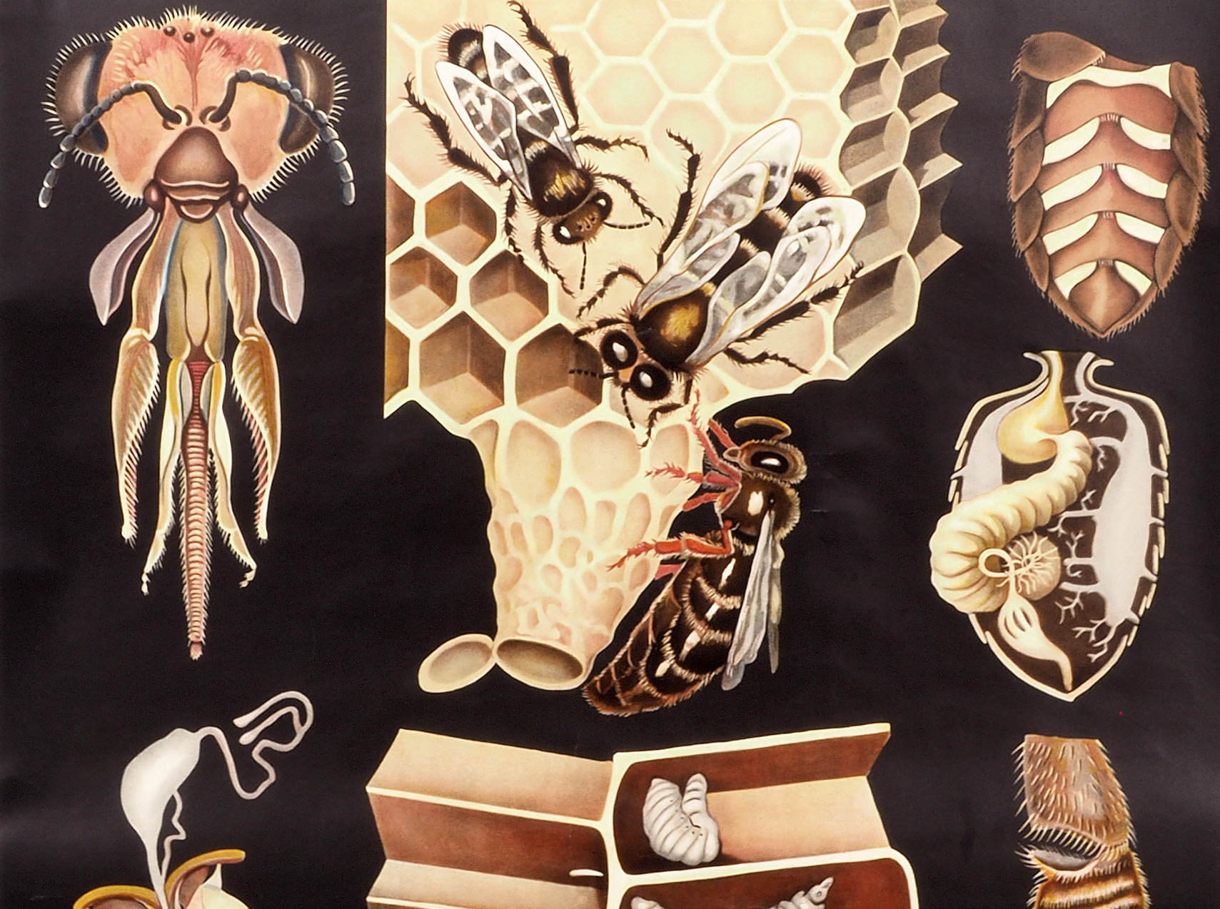 Das interessante Leben der Honigbiene