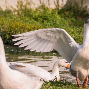 Gänse