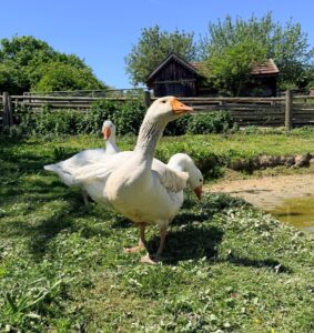 Gänse im Freilichtmuseum Massing