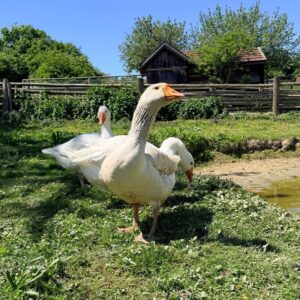 Gänse im Freilichtmuseum Massing
