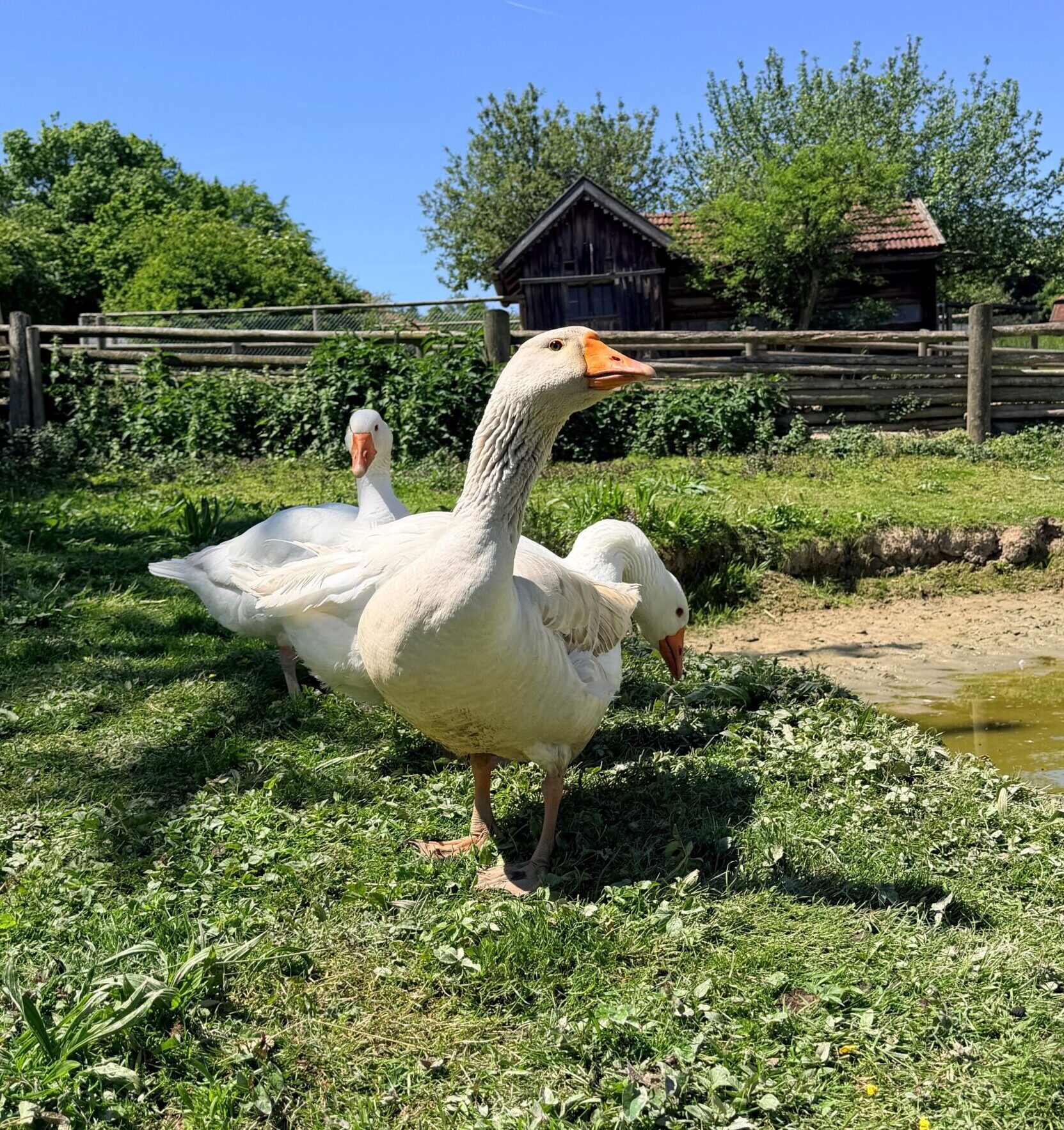 Gänse im Freilichtmuseum Massing