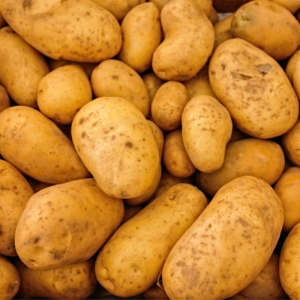 Tolle Knolle   Kartoffelkochkurs