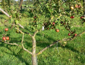 Obstbaumschnitt mit Kreisfachberaterin Lena Fröhler
