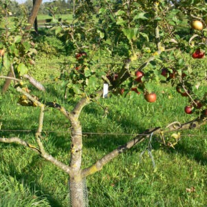 Obstbaumschnitt mit Kreisfachberaterin Lena Fröhler