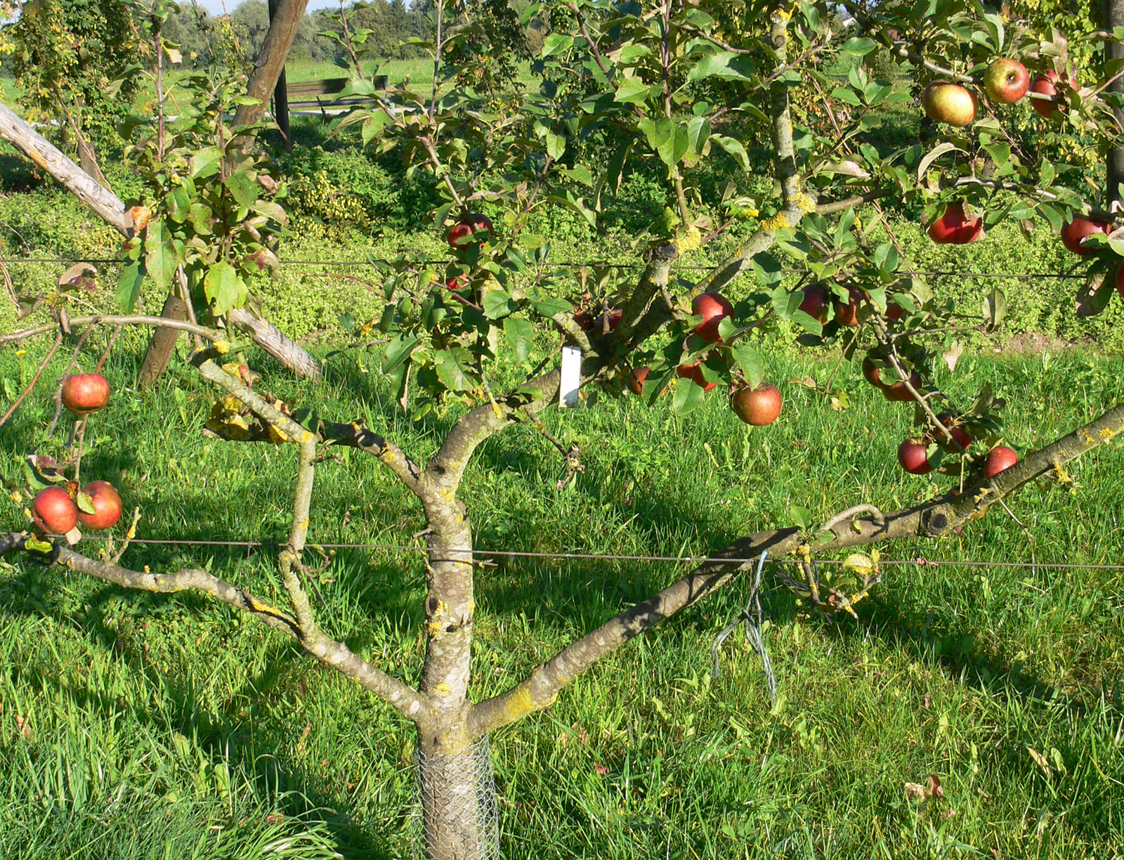 Obstbaumschnitt mit Kreisfachberaterin Lena Fröhler