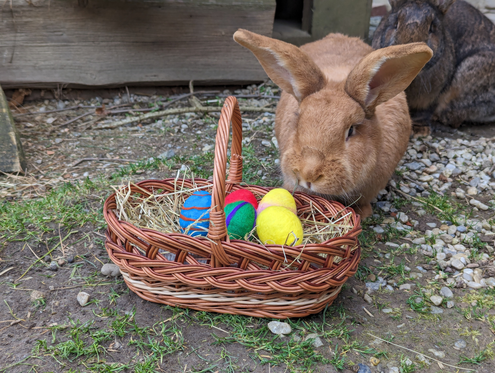 Ostern auf dem Bauernhof
