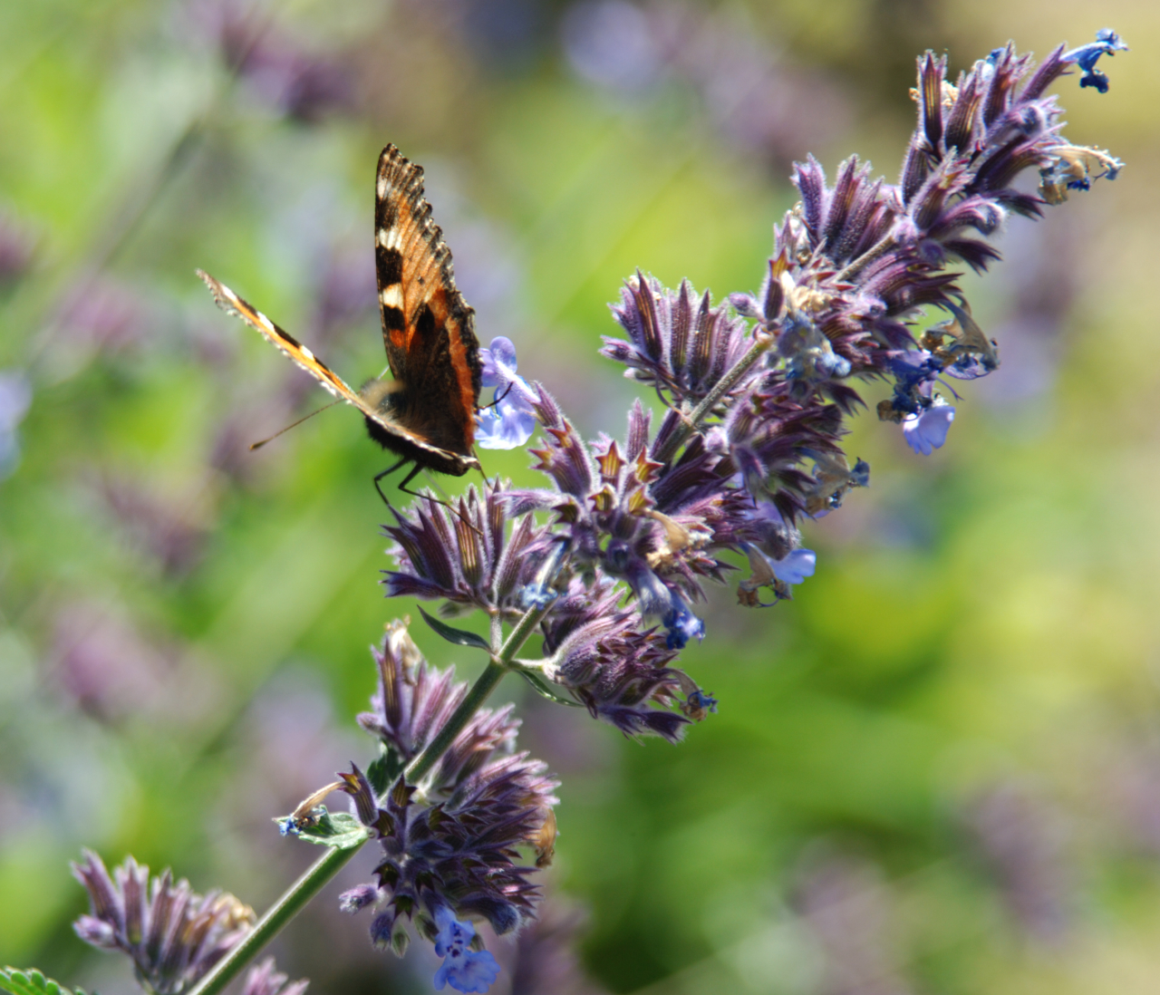 Was Schmetterlingen und Hummeln schmeckt