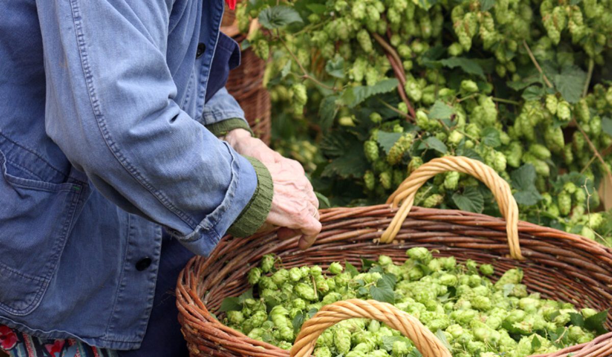 Der Hopfenbau und seine Geschichte