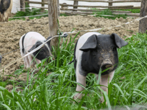 Verarbeitung vom Saukopf