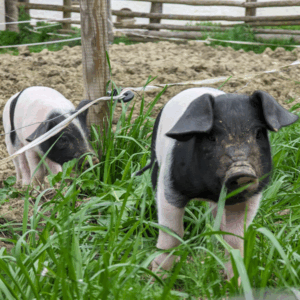 Verarbeitung vom Saukopf