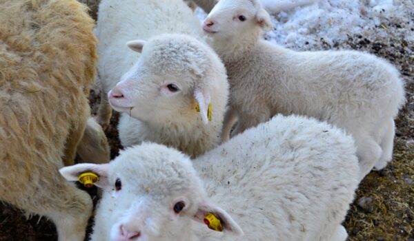 Tiere im Museum Tiere im Museum