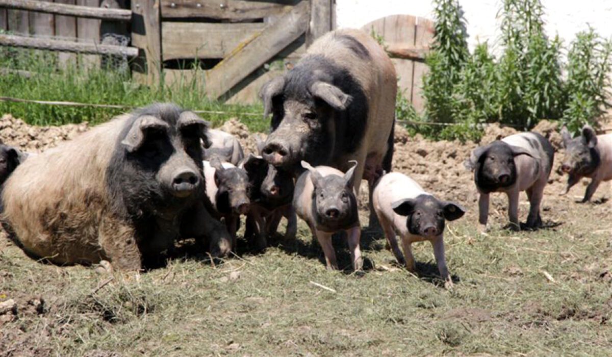 Tiere im Museum Tiere im Museum