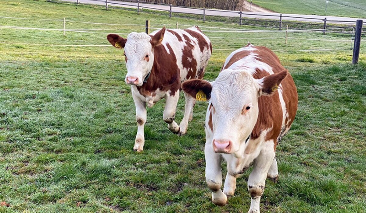 Tiere im Museum Tiere im Museum